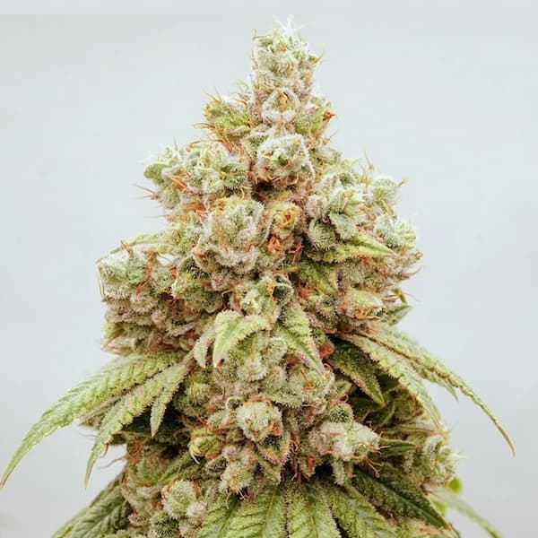 White Gushers #33 Samen > Dutch Passion | Feminisierte Hanfsamen  |  Indica